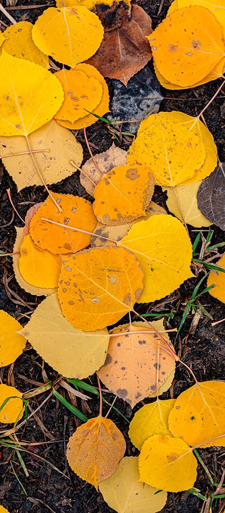 Aspen Leaf Close-up-Colorado-Walden-USA. art print by Betty Sederquist for $57.95 CAD