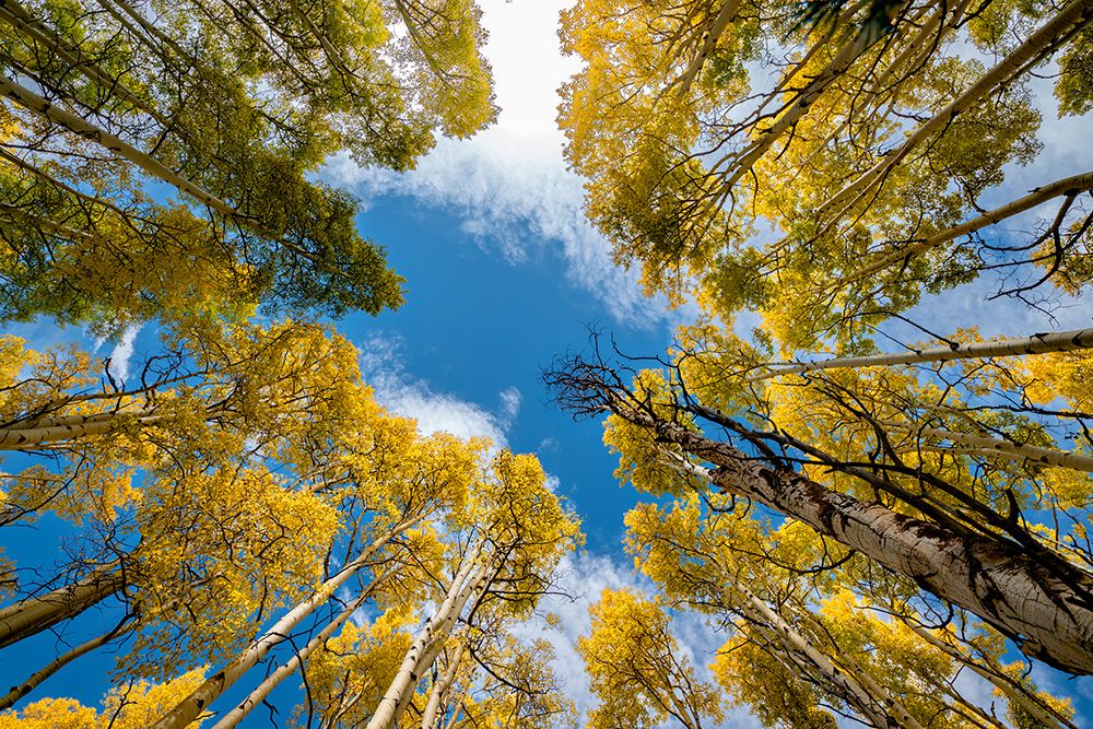 Aspen forest provides a piece of heaven-Colorado-Walden-USA. art print by Betty Sederquist for $57.95 CAD