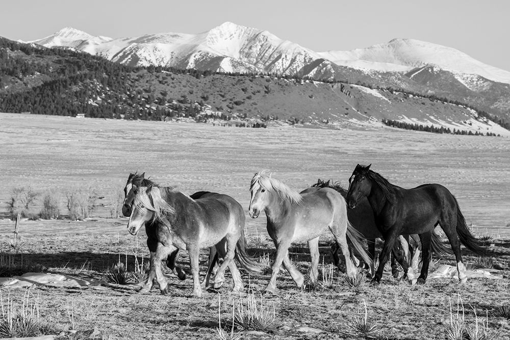 USA-Colorado-Westcliffe Music Meadows Ranch Herd of horses with Rocky Mountains in the distance art print by Cindy Miller Hopkins for $57.95 CAD