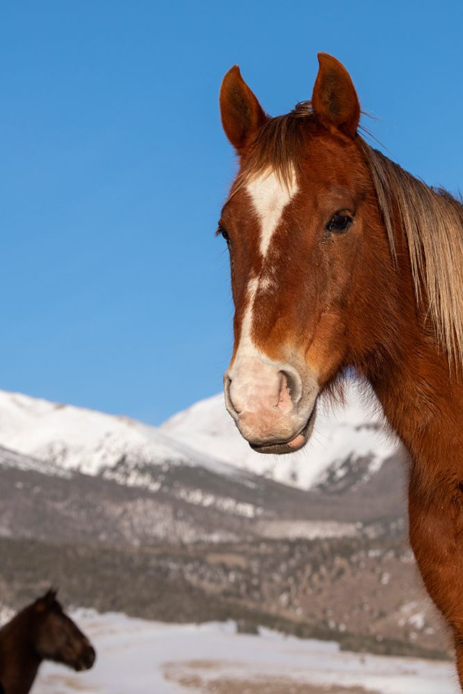 USA-Colorado-Westcliffe Sorrel horse with Rocky Mountains in the distance art print by Cindy Miller Hopkins for $57.95 CAD