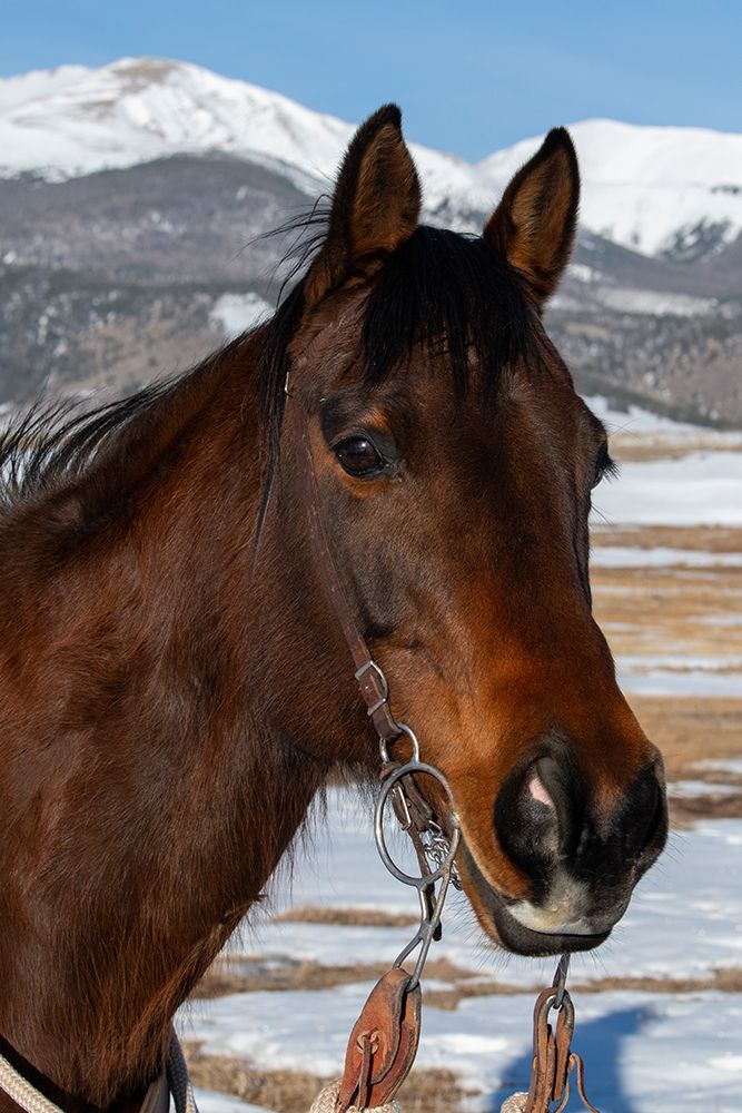 USA-Colorado-Westcliffe Music Meadows Ranch Bay ranch horse art print by Cindy Miller Hopkins for $57.95 CAD