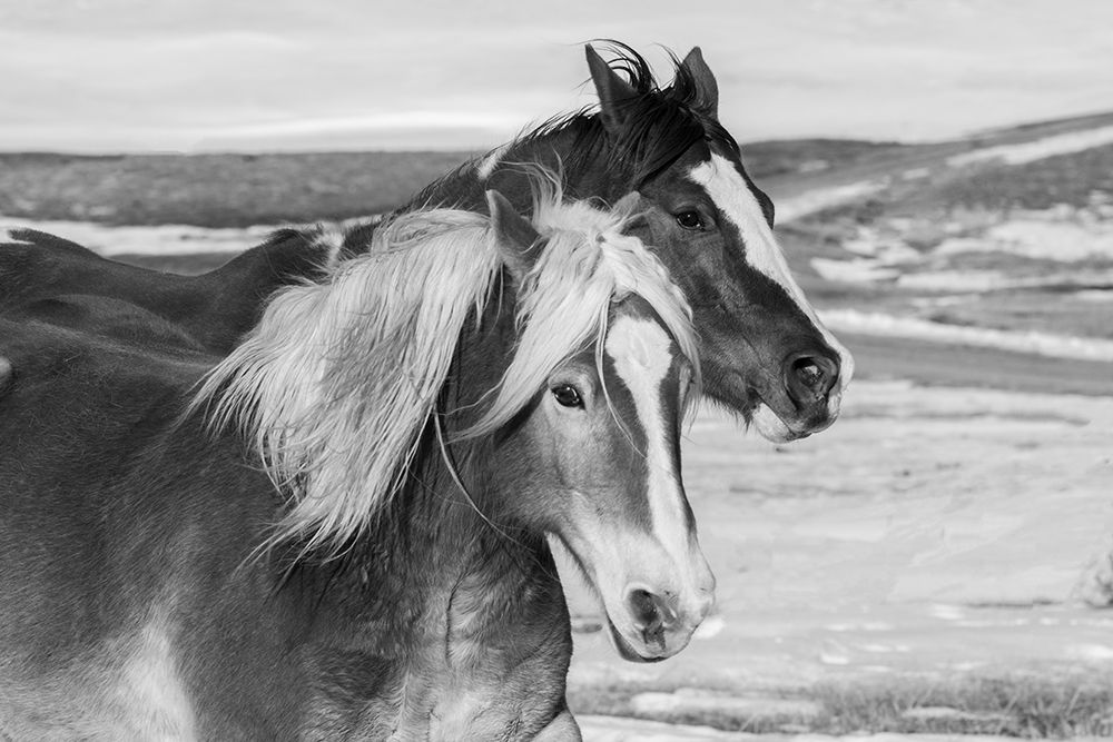 USA-Colorado-Westcliffe Music Meadows Ranch Ranch horses in winter art print by Cindy Miller Hopkins for $57.95 CAD