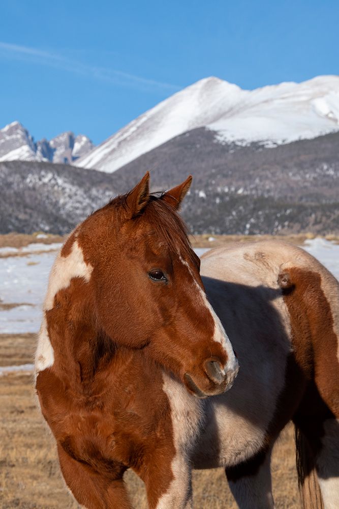 USA-Colorado-Westcliffe Music Meadows Ranch Paint horse with Rocky Mountains in the distance art print by Cindy Miller Hopkins for $57.95 CAD