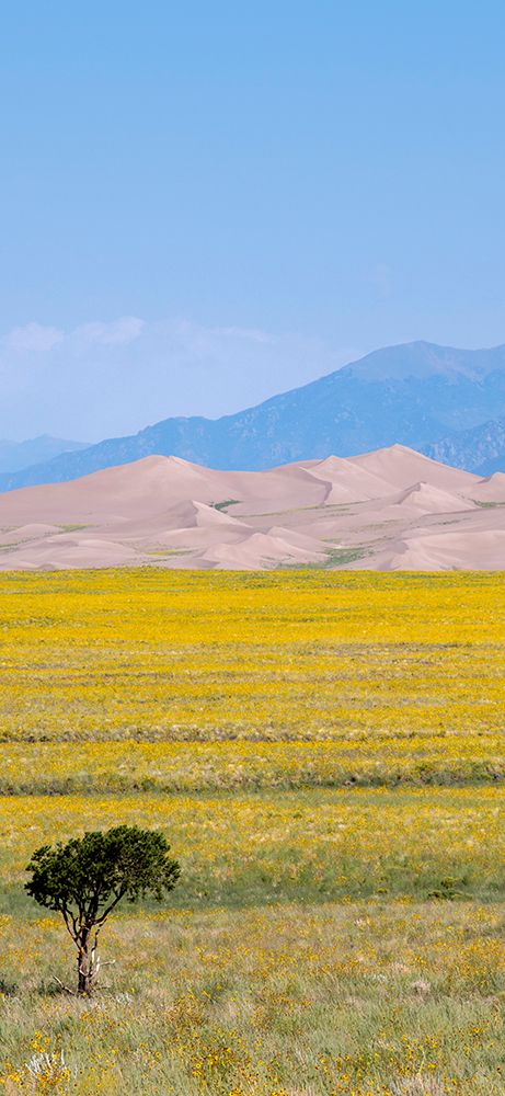 USA-Colorado-San Luis Valley-Great Sand Dunes National Park art print by Cindy Miller Hopkins for $57.95 CAD