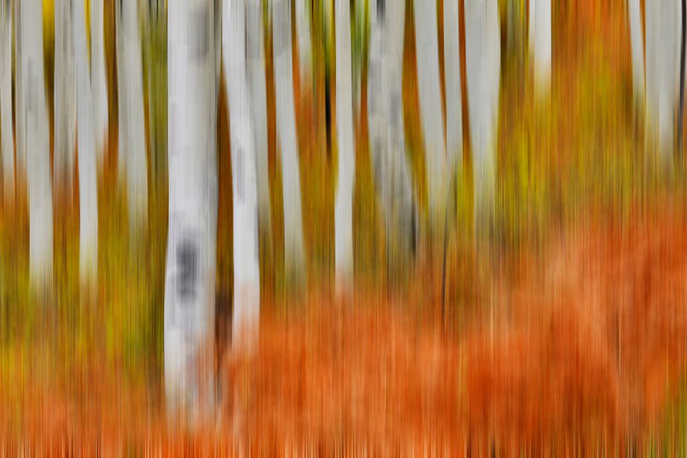 USA- Colorado- Owl Pass- Aspen grove design art print by Darrell Gulin for $57.95 CAD