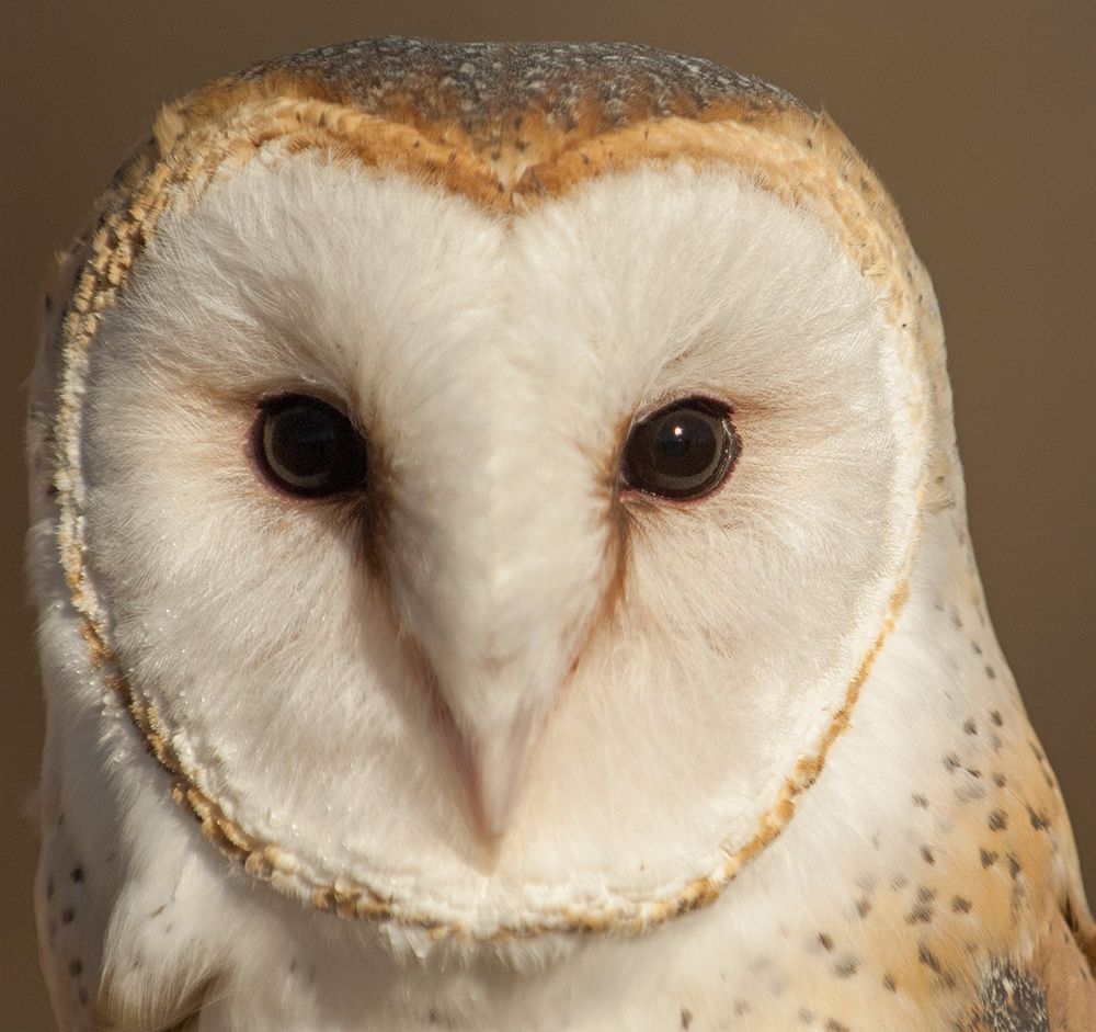 Owl-Barn Owl art print by George Theodore for $57.95 CAD