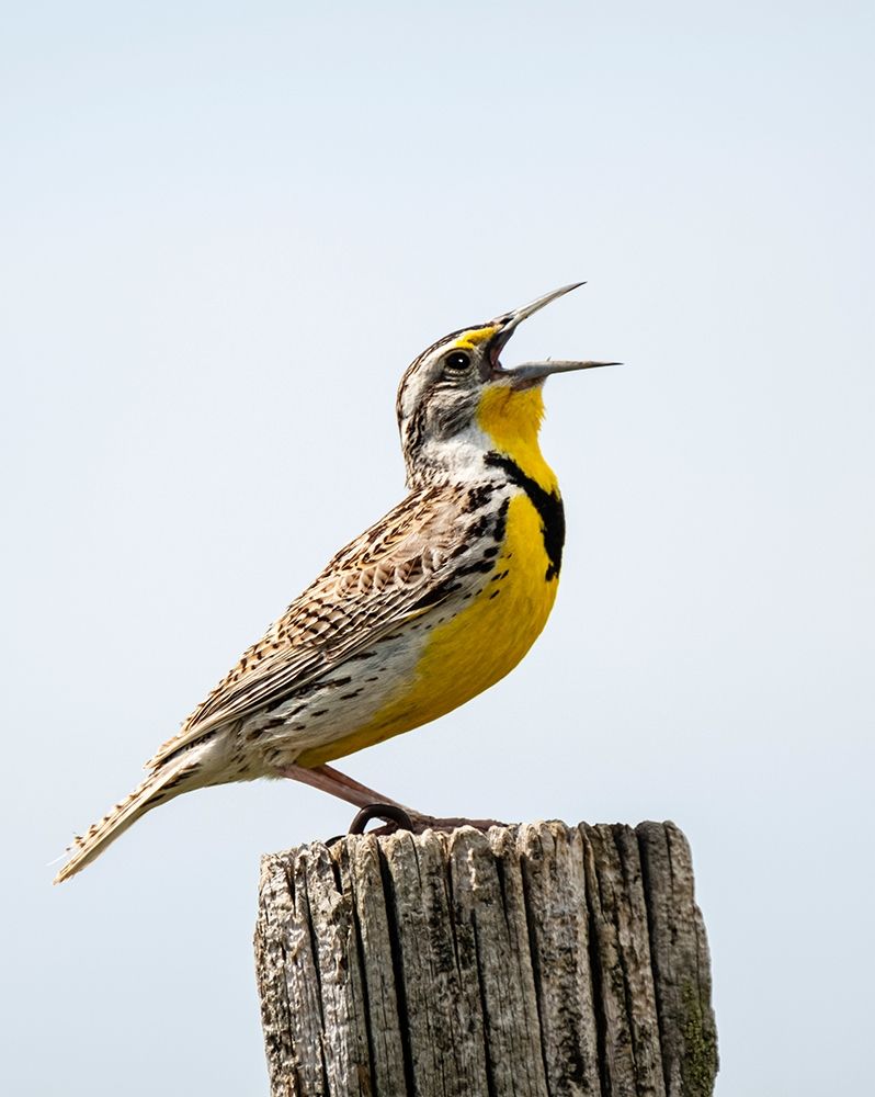Meadowlark-bird art print by George Theodore for $57.95 CAD