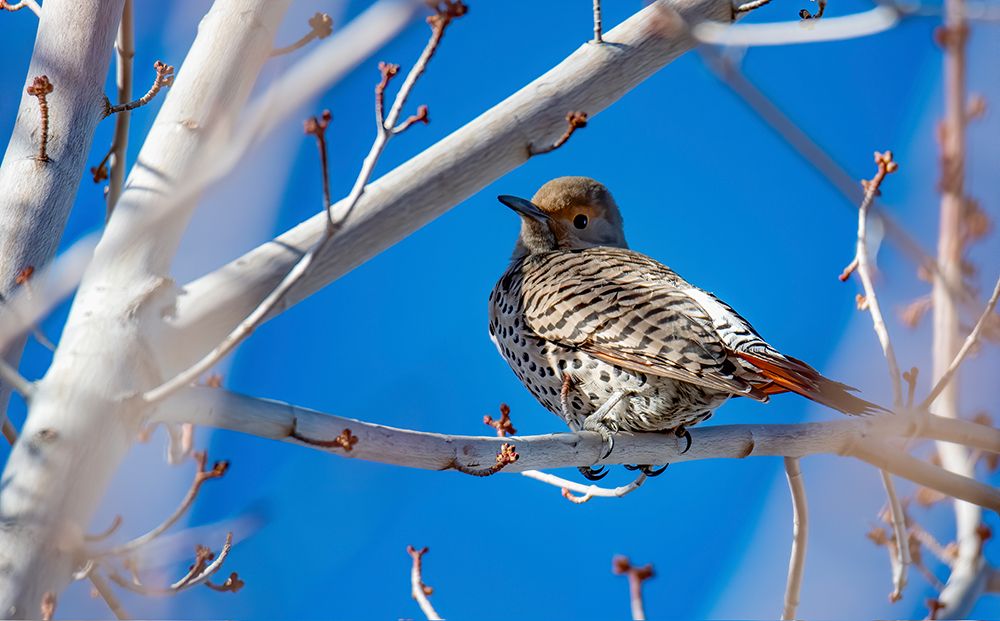 Northern Flicker art print by George and Marilu Theodore for $57.95 CAD