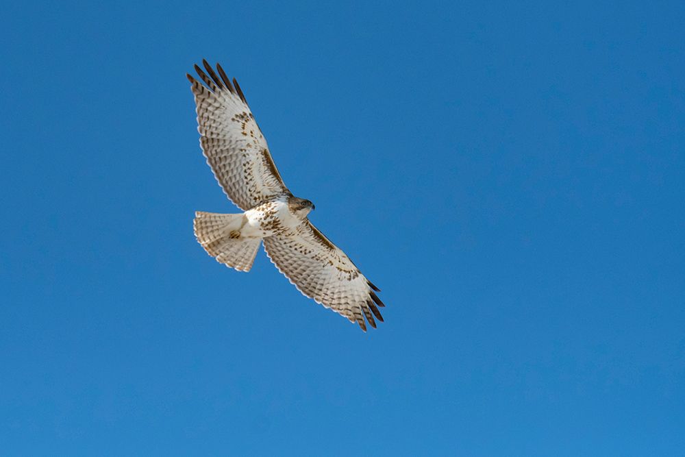 Hawk flying art print by George and Marilu Theodore for $57.95 CAD