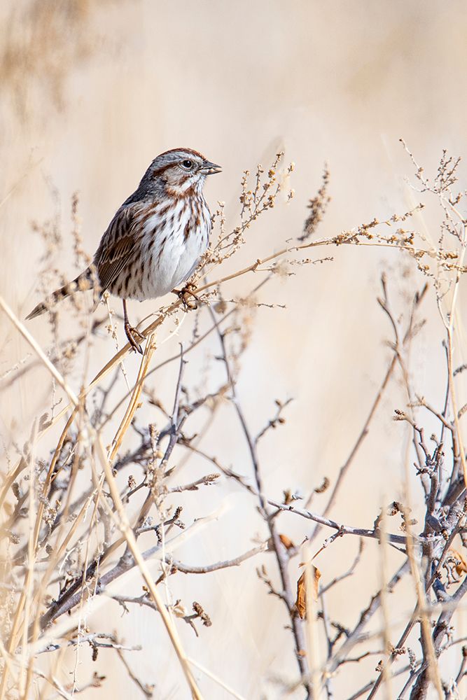 USA-Sparrow art print by George and Marilu Theodore for $57.95 CAD