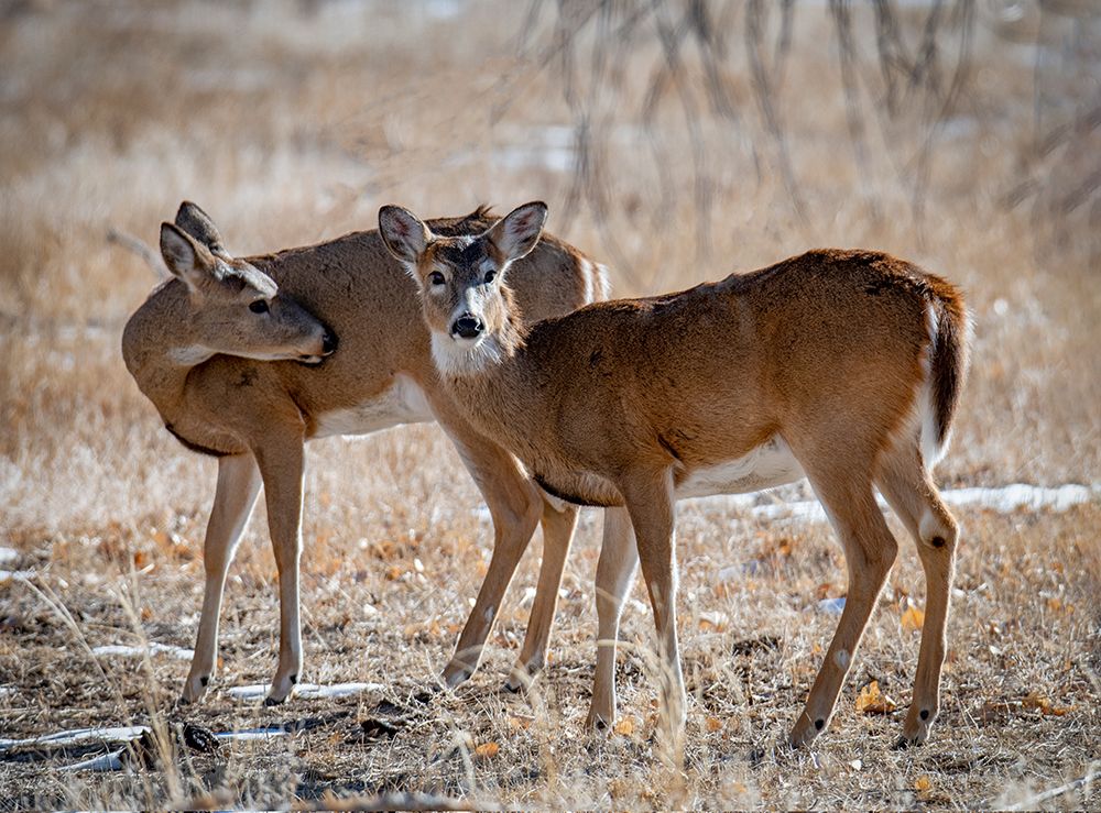 USA-deer art print by George and Marilu Theodore for $57.95 CAD