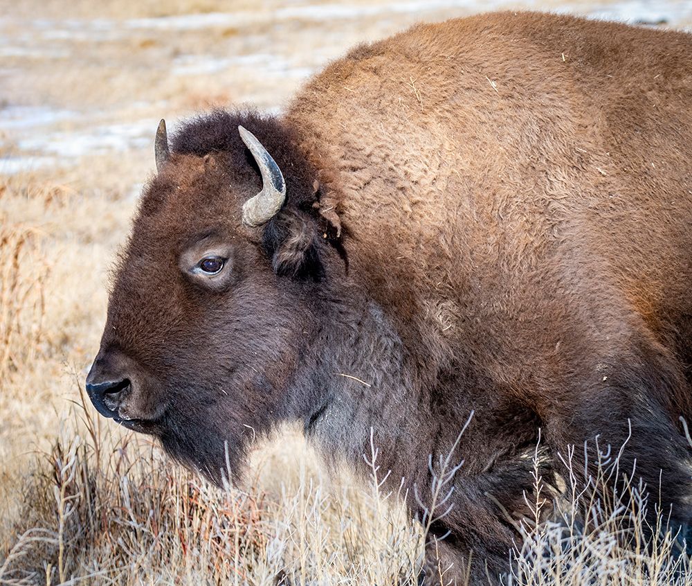 American Bison art print by George and Marilu Theodore for $57.95 CAD