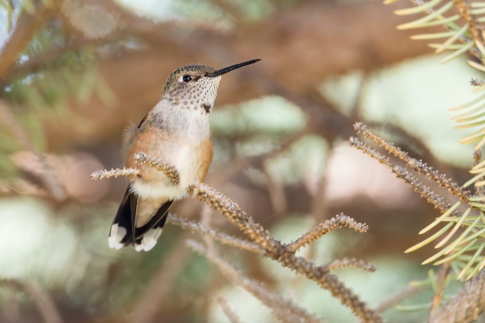 Hummingbird art print by George and Marilu Theodore for $57.95 CAD