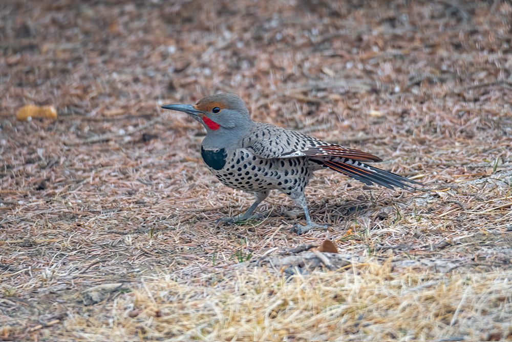 Northern flicker art print by George and Marilu Theodore for $57.95 CAD