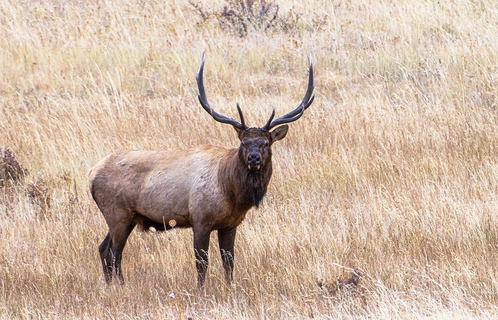 USA-bull elk art print by George and Marilu Theodore for $57.95 CAD