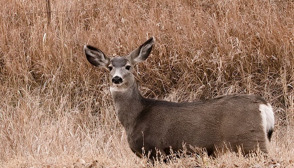 Deer looking at camera art print by George and Marilu Theodore for $57.95 CAD
