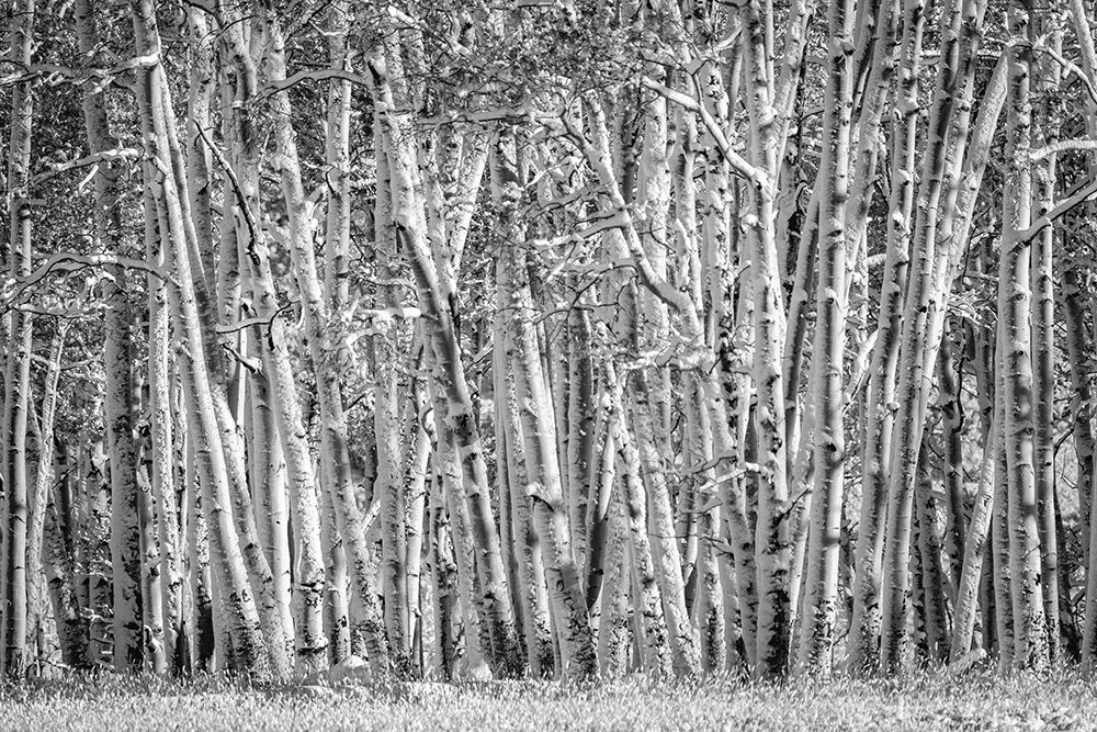 Snow clings to aspen tree trunks in Colorado art print by George and Marilu Theodore for $57.95 CAD
