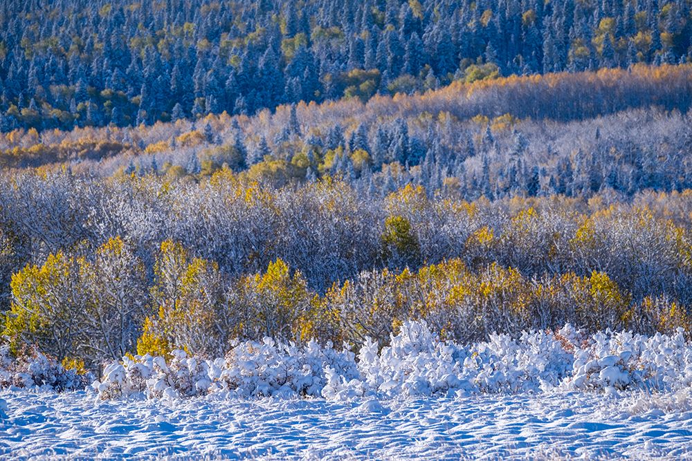 USA, Colorado, Rocky Mountain National Park, late fall. art print by George and Marilu Theodore for $57.95 CAD