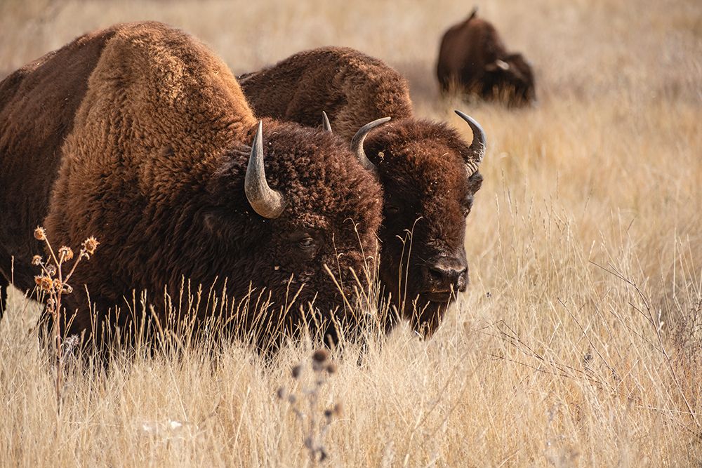 Bison at Rocky Mountain Arsenal in Colorado art print by George and Marilu Theodore for $57.95 CAD