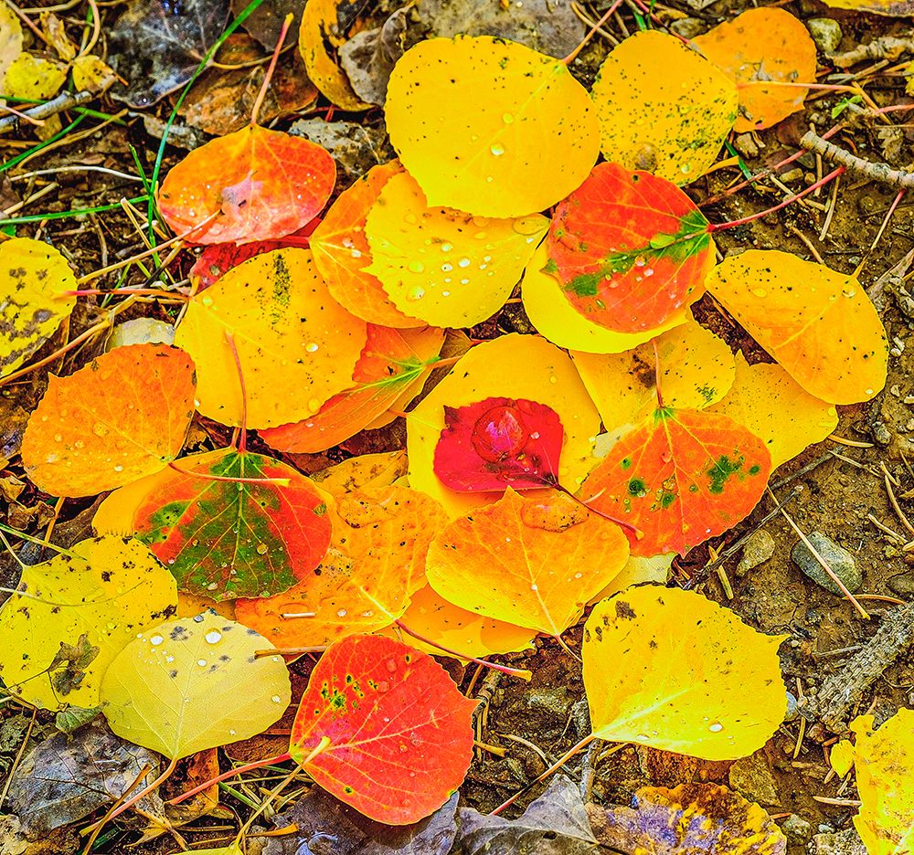 Autumn colored fallen leaves with rain drops in Colorado art print by George and Marilu Theodore for $57.95 CAD
