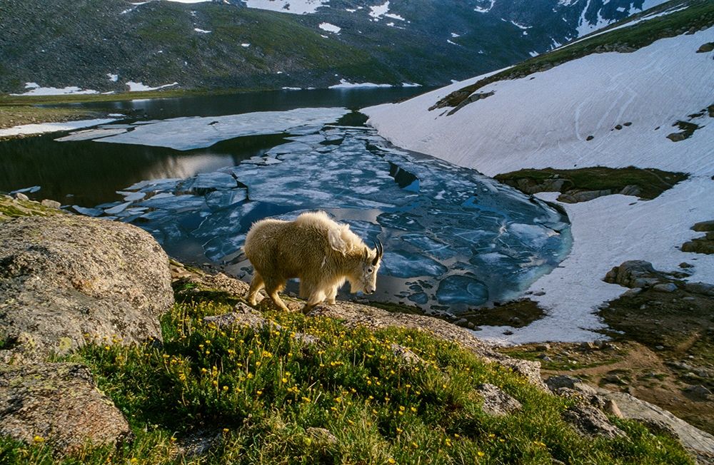 Mountain goat walks near shore of partially frozen Summit Lake-Mount Evans-near Denver-Colorado-USA art print by Howie Garber for $57.95 CAD
