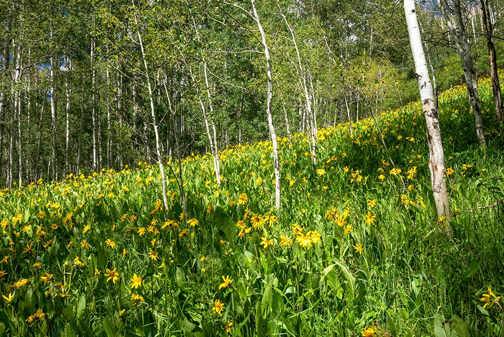 USA-Colorado Wildflower meadow in White River National Forest art print by Janell Davidson for $57.95 CAD