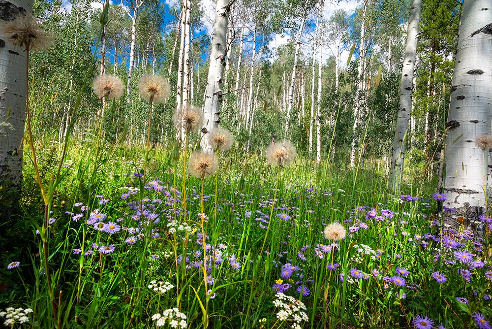 USA-Colorado Wildflowers in a grove of Aspen trees art print by Janell Davidson for $57.95 CAD
