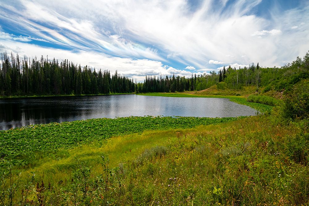 USA-Colorado Hinman Lake surrounded by lily pads art print by Janell Davidson for $57.95 CAD