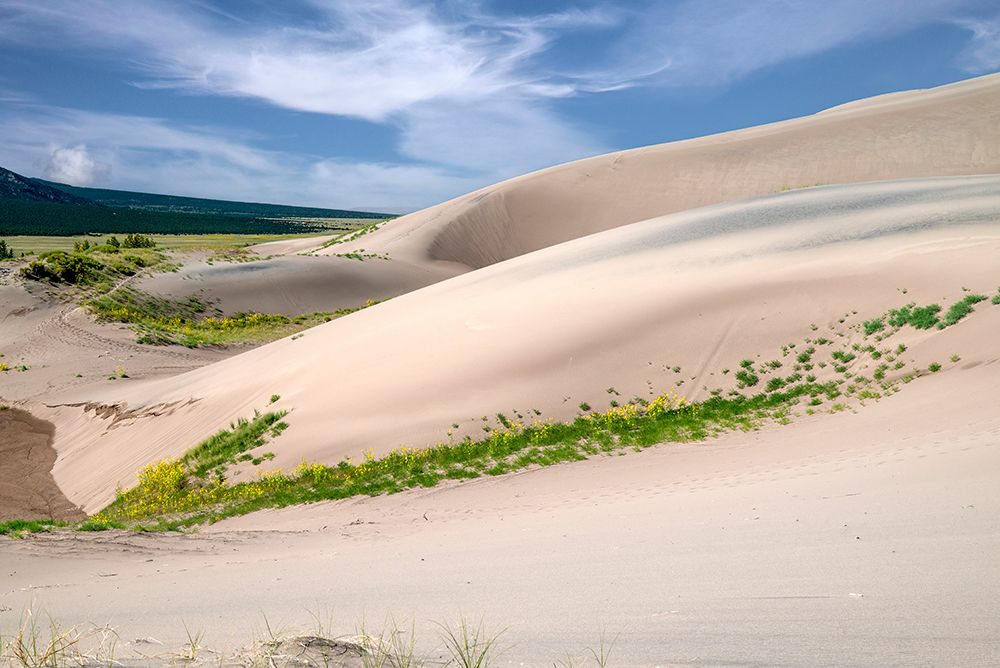 USA-Colorado Wildflowers blooming in Great Sand Dunes National Park art print by Janell Davidson for $57.95 CAD