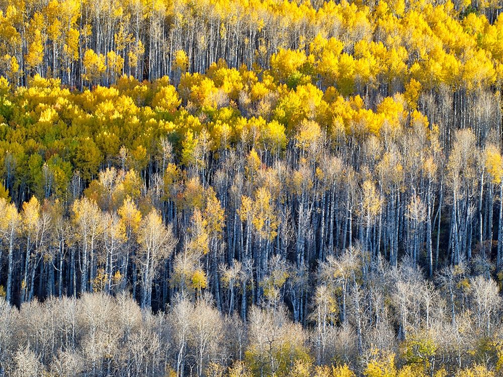 Colorado-Maroon Bells-Snowmass Wilderness Fall colors on Aspen trees art print by Julie Eggers for $57.95 CAD