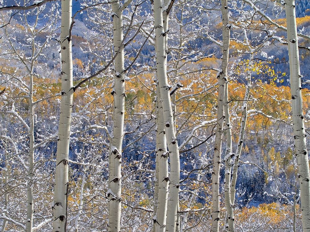 Colorado-San Juan Mts Fresh snow on aspens in the fall art print by Julie Eggers for $57.95 CAD