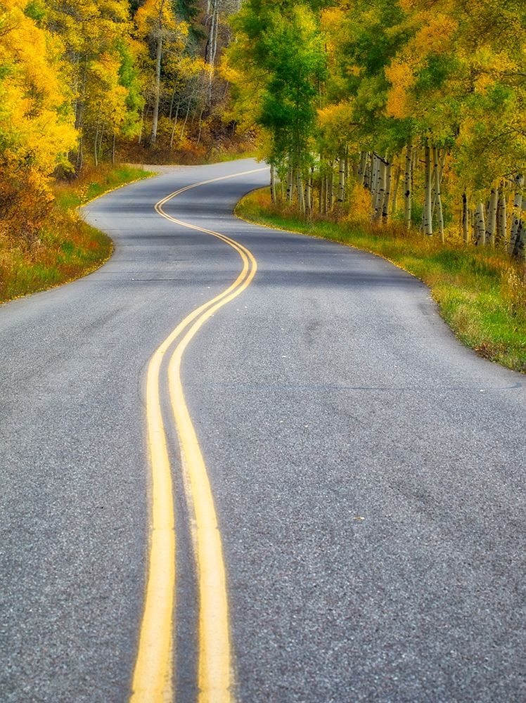 Colorado Curved Roadway near Aspen-Colorado in autumn colors and aspens groves art print by Julie Eggers for $57.95 CAD