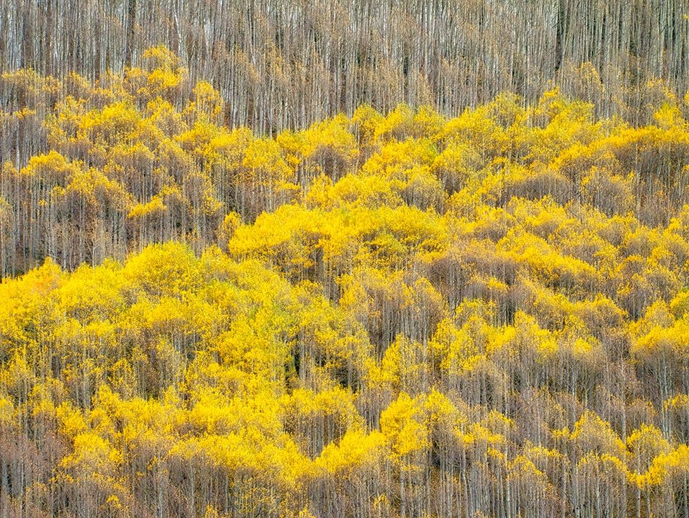 Colorado-Maroon Bells-Snowmass Wilderness Fall colors on Aspen trees art print by Julie Eggers for $57.95 CAD