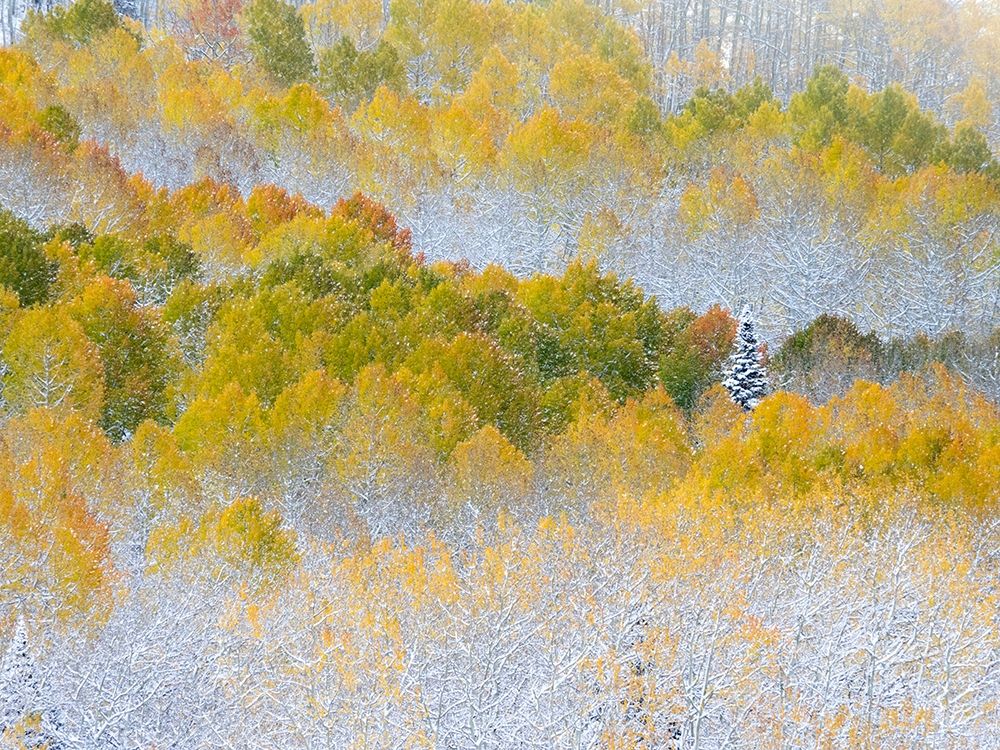 Colorado-San Juan Mts Fresh snow on aspens in the fall art print by Julie Eggers for $57.95 CAD