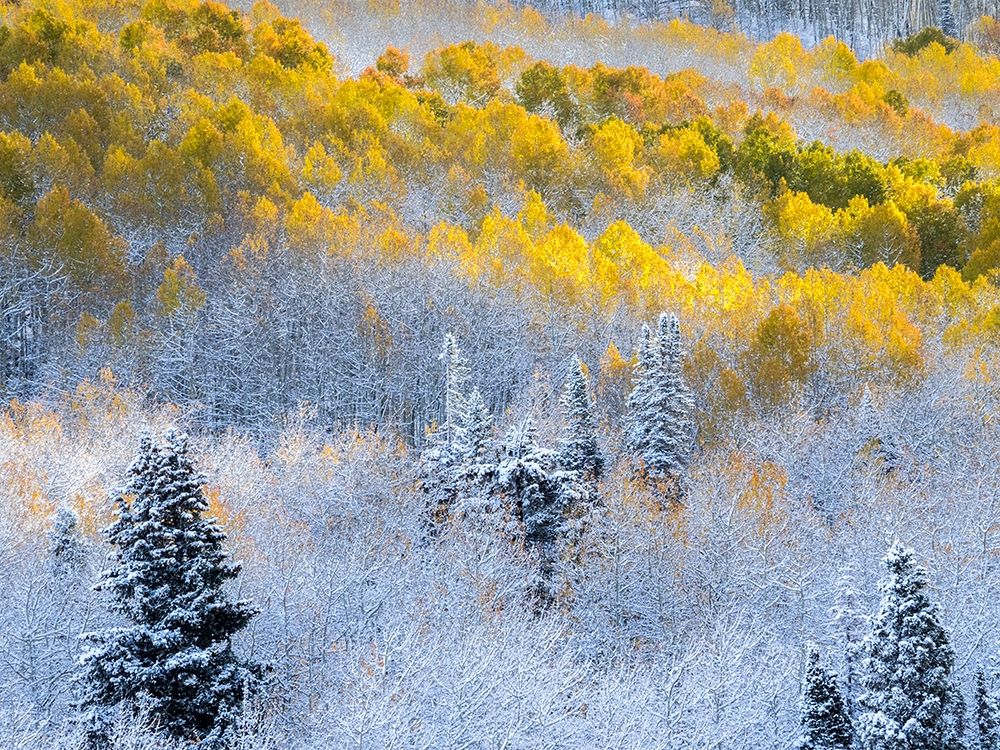 Colorado-San Juan Mts Fresh snow on aspens in the fall art print by Julie Eggers for $57.95 CAD