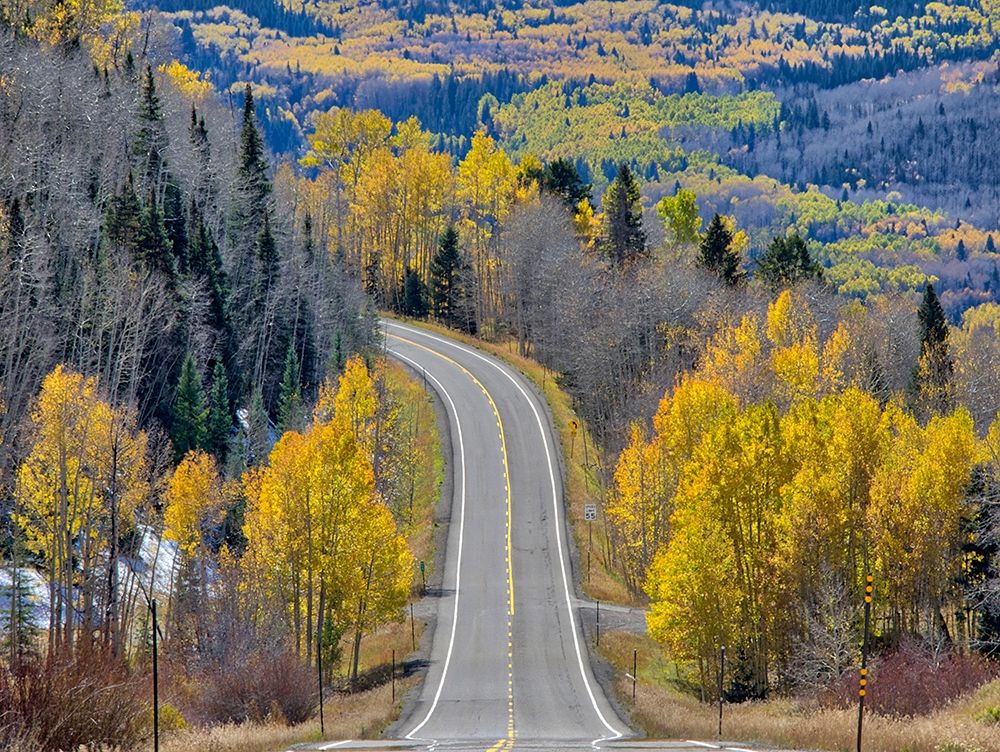 Colorado An empty Colorado highway 145 in midday surrounded by fall color near Telluride-Colorado art print by Julie Eggers for $57.95 CAD