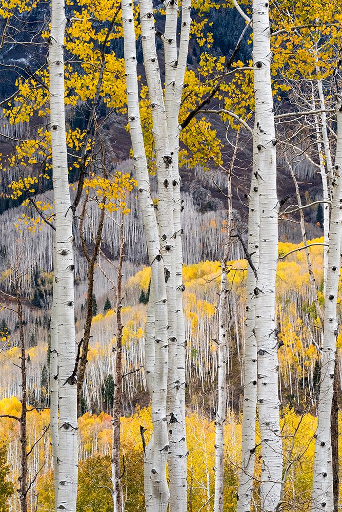 USA-Colorado. Light dappled Aspen forests-Kebler Pass-Gunnison National Forest art print by Judith Zimmerman for $57.95 CAD