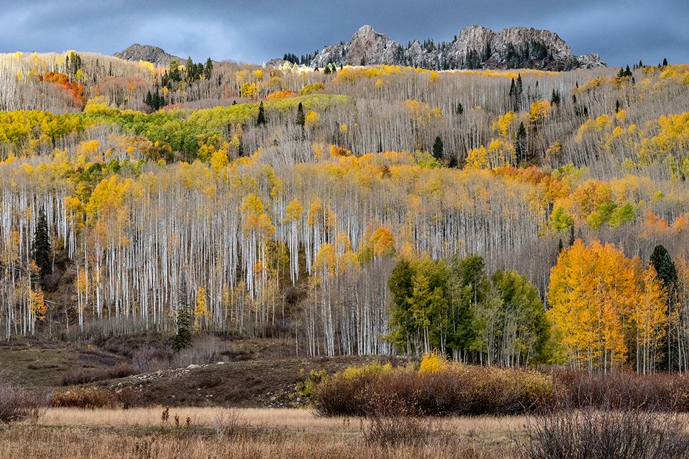 USA-Colorado. Light dappled Aspen forests-Kebler Pass-Gunnison National Forest art print by Judith Zimmerman for $57.95 CAD