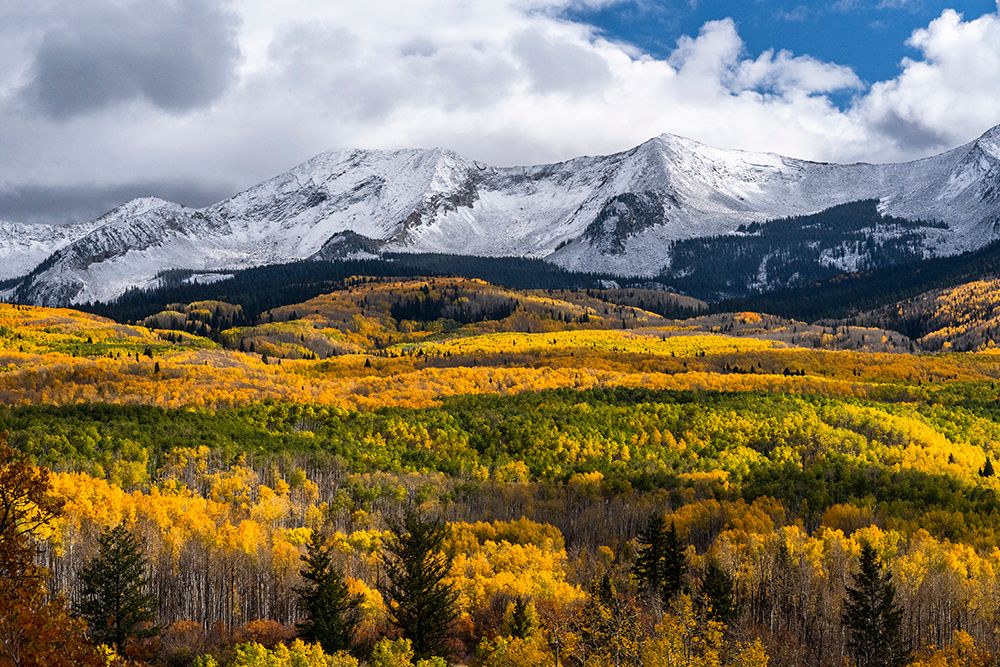USA-Colorado. Light dappled Aspen forests-Kebler Pass-Gunnison National Forest art print by Judith Zimmerman for $57.95 CAD