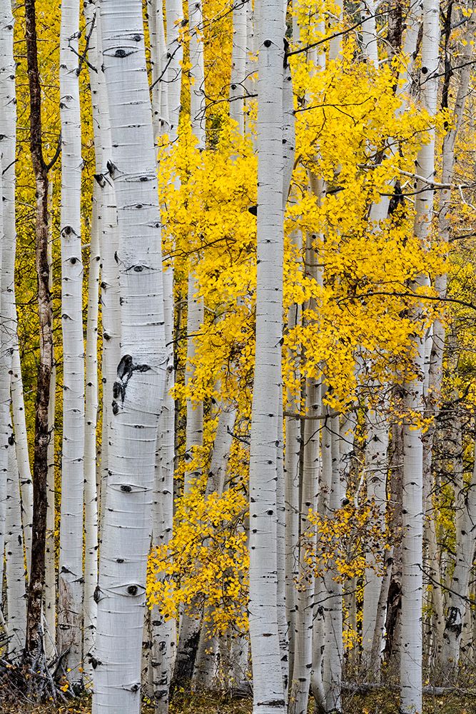 USA-Colorado. Light dappled Aspen forests-Kebler Pass-Gunnison National Forest art print by Judith Zimmerman for $57.95 CAD