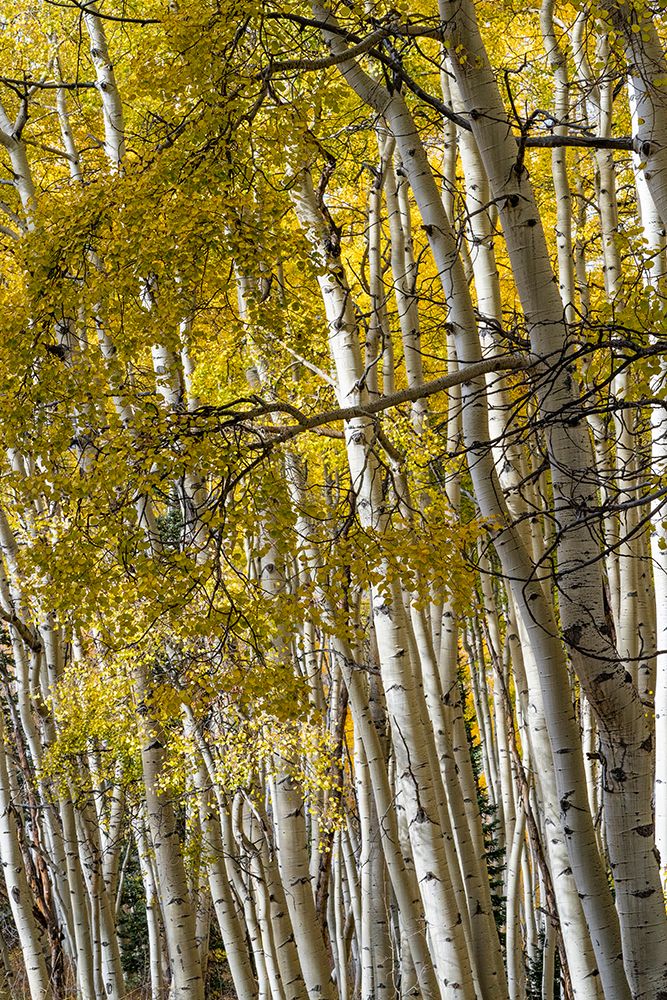 USA-Colorado. Light dappled Aspen forests-Kebler Pass-Gunnison National Forest art print by Judith Zimmerman for $57.95 CAD