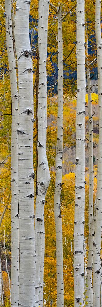 USA-Colorado. Light dappled Aspen forests-Kebler Pass-Gunnison National Forest art print by Judith Zimmerman for $57.95 CAD