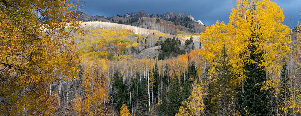 USA-Colorado. Light dappled Aspen forests-Kebler Pass-Gunnison National Forest art print by Judith Zimmerman for $57.95 CAD