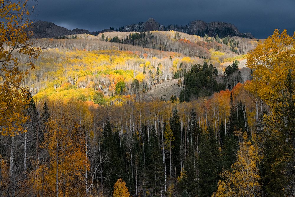 USA-Colorado. Light dappled Aspen forests-Kebler Pass-Gunnison National Forest art print by Judith Zimmerman for $57.95 CAD