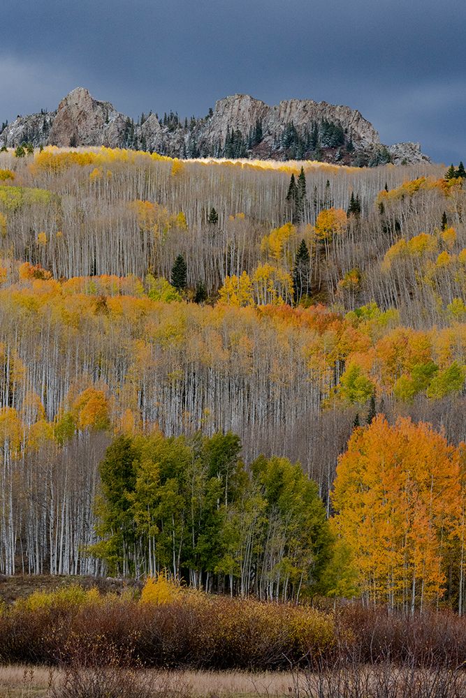 USA-Colorado. Light dappled Aspen forests-Kebler Pass-Gunnison National Forest art print by Judith Zimmerman for $57.95 CAD