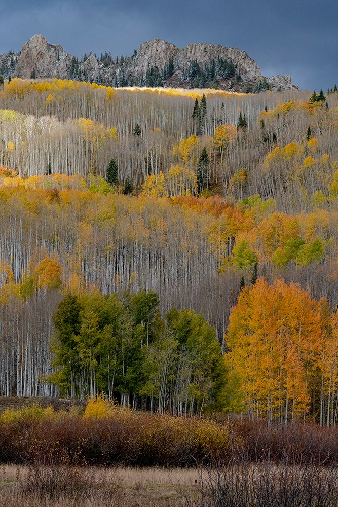 USA-Colorado. Light dappled Aspen forests-Kebler Pass-Gunnison National Forest art print by Judith Zimmerman for $57.95 CAD