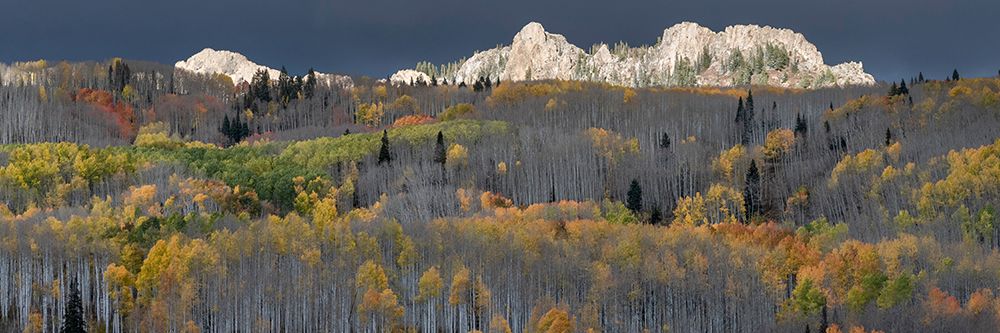 USA-Colorado. Light dappled Aspen forests-Kebler Pass-Gunnison National Forest art print by Judith Zimmerman for $57.95 CAD