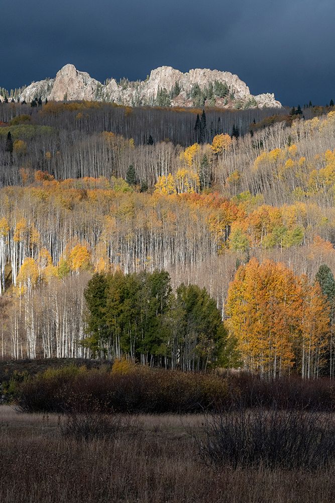 USA-Colorado. Light dappled Aspen forests-Kebler Pass-Gunnison National Forest art print by Judith Zimmerman for $57.95 CAD