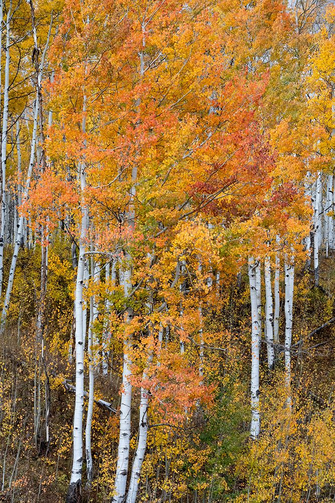 USA-Colorado. Aspen forests-Kebler Pass-Gunnison National Forest art print by Judith Zimmerman for $57.95 CAD