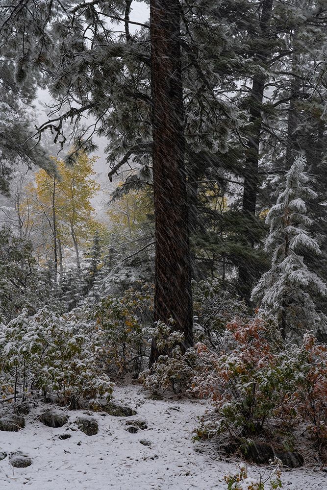 USA-Colorado. Late autumn snowfall-Gunnison National Forest art print by Judith Zimmerman for $57.95 CAD